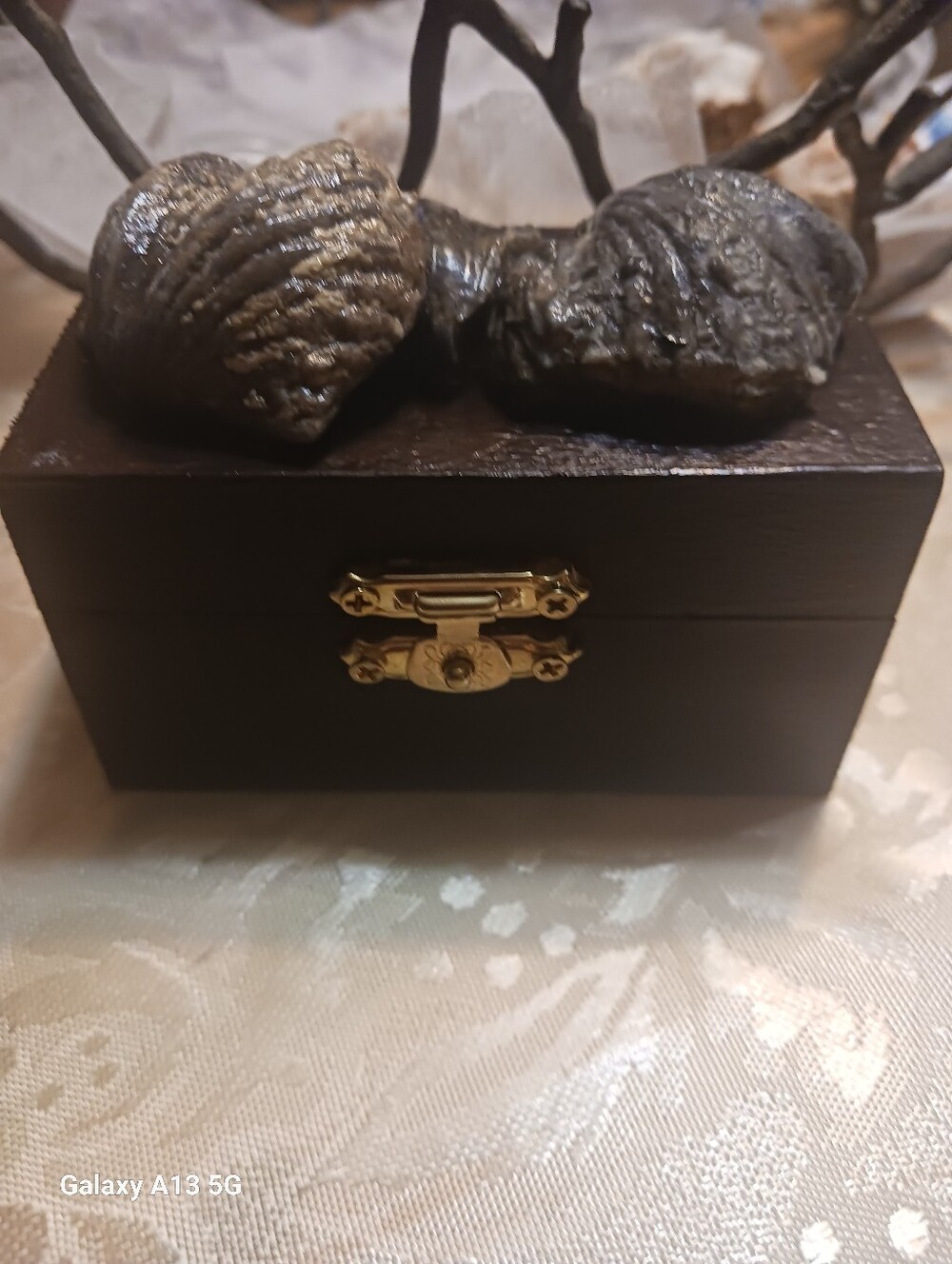 FOSSIL BOX